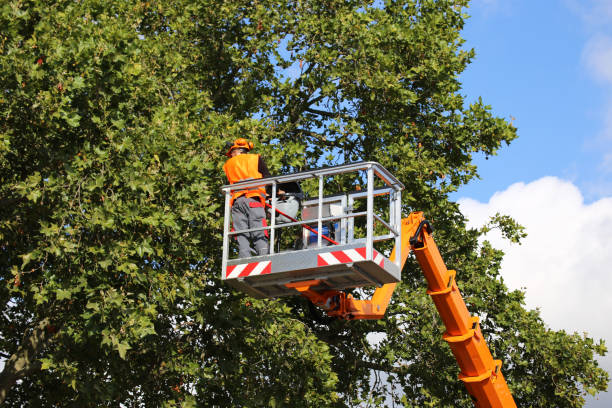 Best Commercial Tree Services  in Riverdale, UT